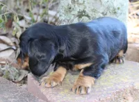 Penny, a female Miniature Dachshund for sale in Weimar, TX – Photo 3 of 6