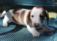 Dixie, a female Miniature Dachshund for sale in Weimar, TX – Photo 2 of 7