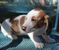 Dixie, a female Miniature Dachshund for sale in Weimar, TX – Photo 1 of 7