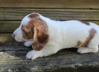 Dixie, a female Miniature Dachshund for sale in Weimar, TX – Photo 4 of 7