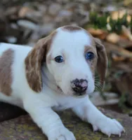 Dixie, a female Miniature Dachshund for sale in Weimar, TX – Photo 6 of 7