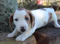 Dixie, a female Miniature Dachshund for sale in Weimar, TX – Photo 7 of 7