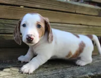 Dixie, a female Miniature Dachshund for sale in Weimar, TX – Photo 5 of 7