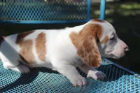 Dixie, a female Miniature Dachshund for sale in Weimar, TX – Photo 3 of 7