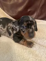 Sprinkles Akc Ckc, a female Miniature Dachshund for sale in Taylorsville, NC – 5 of 5