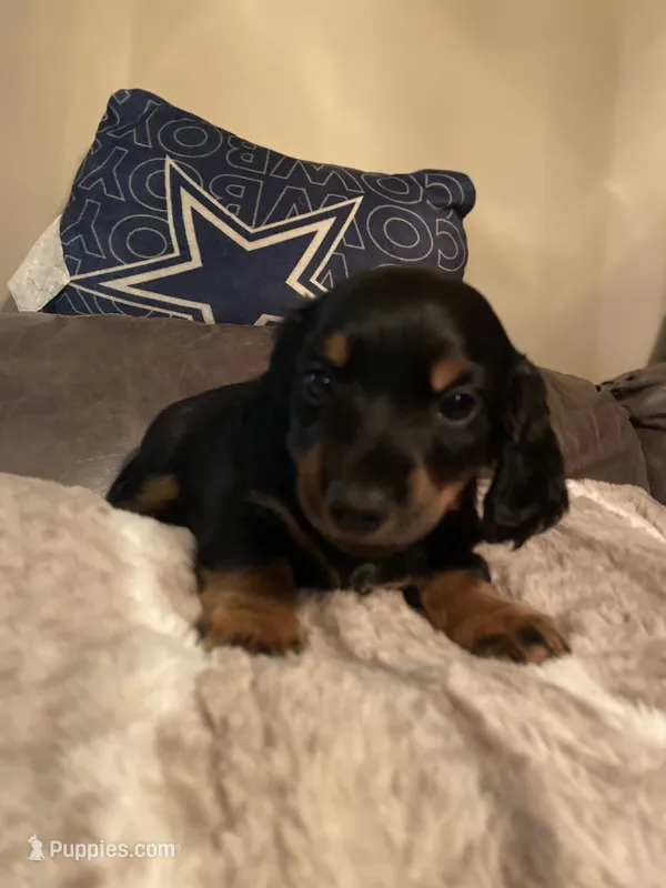 Bowie – Miniature Dachshund puppy for sale in Taylorsville, NC