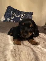 Bowie, a male Miniature Dachshund for sale in Taylorsville, NC – 1 of 7