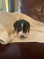 Ruby, a female Miniature Dachshund for sale in Taylorsville, NC – 4 of 4