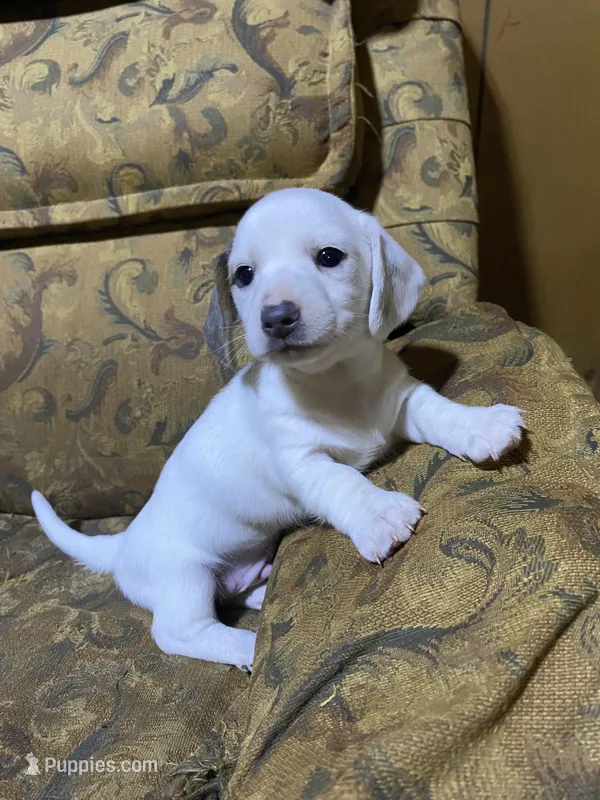 Snoopy akc – Miniature Dachshund puppy for sale in Taylorsville, NC