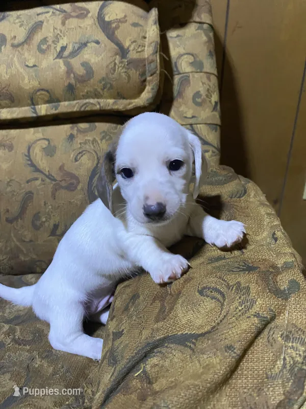 Snoopy akc – Miniature Dachshund puppy for sale in Taylorsville, NC