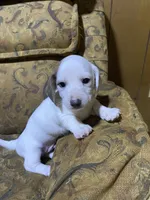 Snoopy akc, a male Miniature Dachshund for sale in Taylorsville, NC – Photo 2 of 3