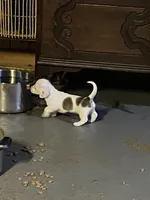 Snoopy akc, a male Miniature Dachshund for sale in Taylorsville, NC – Photo 3 of 3