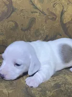 Snoopy akc, a male Miniature Dachshund for sale in Taylorsville, NC – Photo 3 of 3