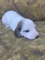 Snoopy akc, a male Miniature Dachshund for sale in Taylorsville, NC – Photo 2 of 3