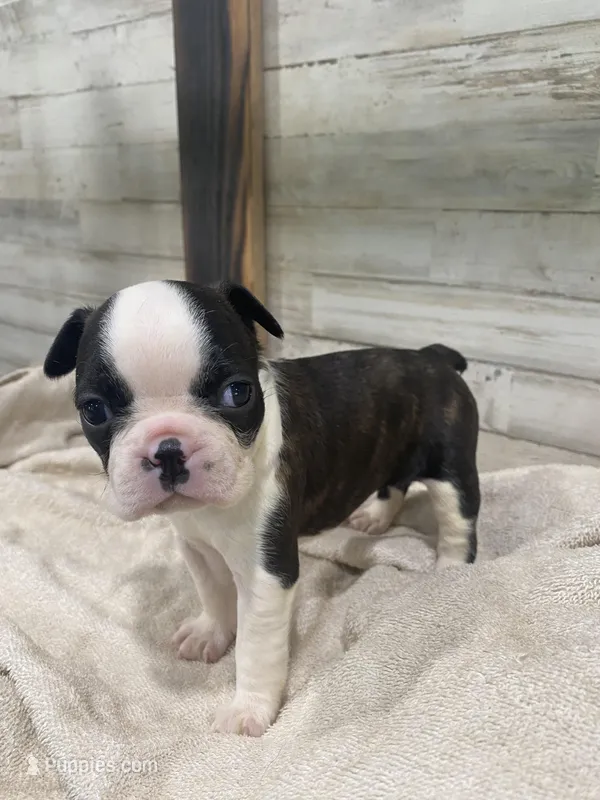 Sweetie AKC – Boston Terrier puppy for sale in Taylorsville, NC