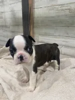 Sweetie AKC, a female Boston Terrier for sale in Taylorsville, NC – 1 of 4