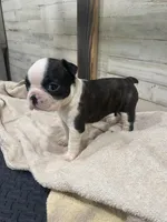 Sweetie AKC, a female Boston Terrier for sale in Taylorsville, NC – 2 of 4