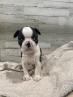 Sweetie AKC, a female Boston Terrier for sale in Taylorsville, NC – 4 of 4