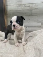 Sweetie AKC, a female Boston Terrier for sale in Taylorsville, NC – 3 of 4