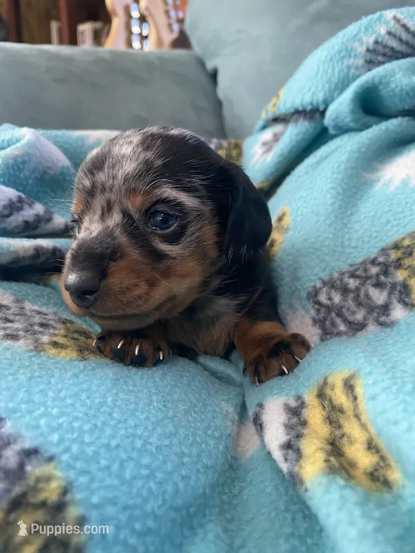 Max AKC – Miniature Dachshund puppy for sale in Taylorsville, NC