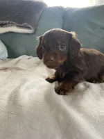 Honey, a female Miniature Dachshund for sale in Taylorsville, NC – 6 of 7
