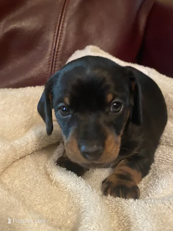 Dougy – Miniature Dachshund puppy for sale in Taylorsville, NC