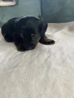 Mable, a female Miniature Dachshund for sale in Taylorsville, NC – 4 of 4