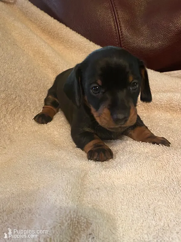 Duffy Akc  – Miniature Dachshund puppy for sale in Taylorsville, NC