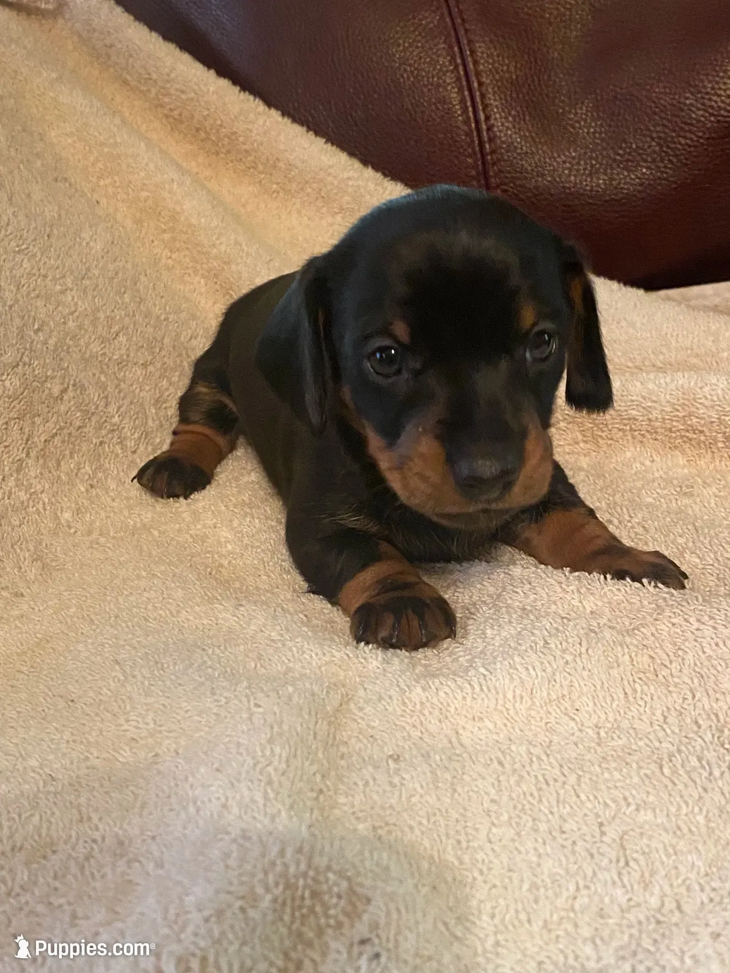 Duffy Akc , a male Miniature Dachshund for sale in Taylorsville, NC – 1 of 6