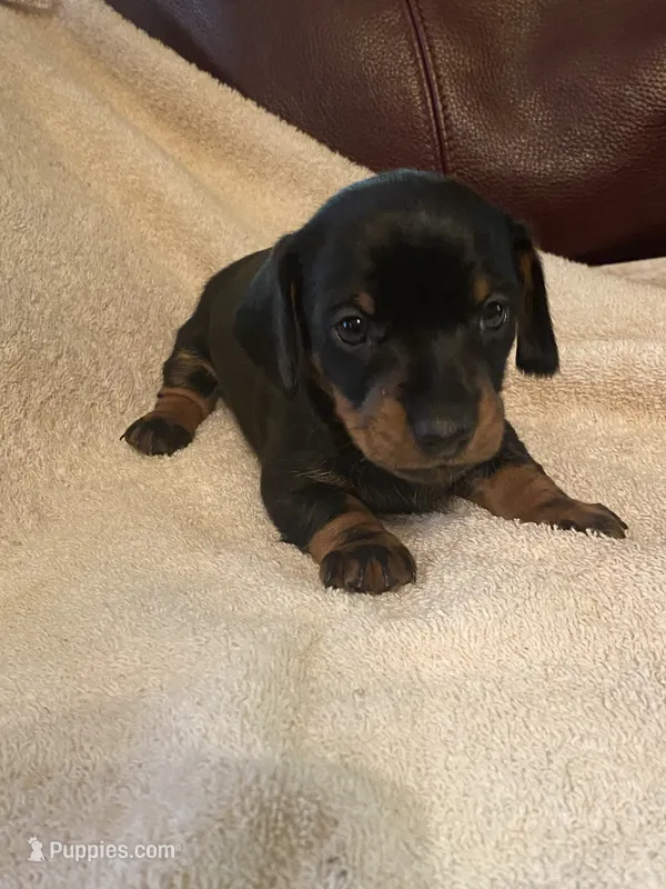 Duffy Akc Ckc – Miniature Dachshund puppy for sale in Taylorsville, NC