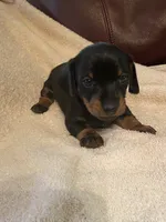 Dougy, a male Miniature Dachshund for sale in Taylorsville, NC – 3 of 6