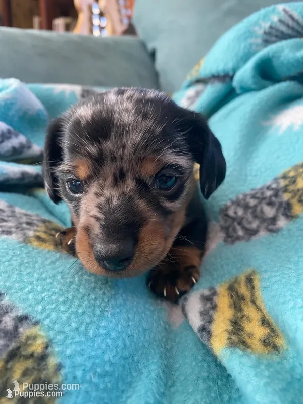 Max AKC – Miniature Dachshund puppy for sale in Taylorsville, NC