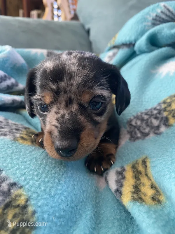 Max AKC – Miniature Dachshund puppy for sale in Taylorsville, NC