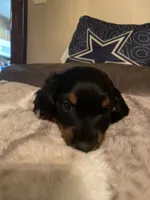 Bowie, a male Miniature Dachshund for sale in Taylorsville, NC – 5 of 7