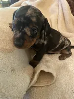 Sprinkles Akc Ckc, a female Miniature Dachshund for sale in Taylorsville, NC – 4 of 5