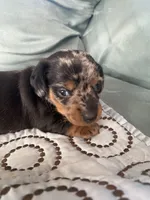 Max AKC, a male Miniature Dachshund for sale in Taylorsville, NC – 2 of 4