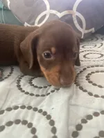Tucker, a male Miniature Dachshund for sale in Taylorsville, NC – 2 of 3