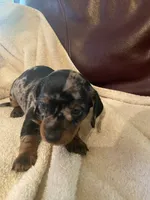 Sprinkles Akc Ckc, a female Miniature Dachshund for sale in Taylorsville, NC – 3 of 5