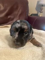 Pepper Akc Ckc longhair, a male Miniature Dachshund for sale in Taylorsville, NC – 2 of 5