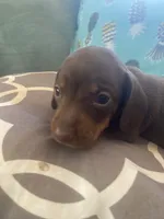 Tucker, a male Miniature Dachshund for sale in Taylorsville, NC – 3 of 4