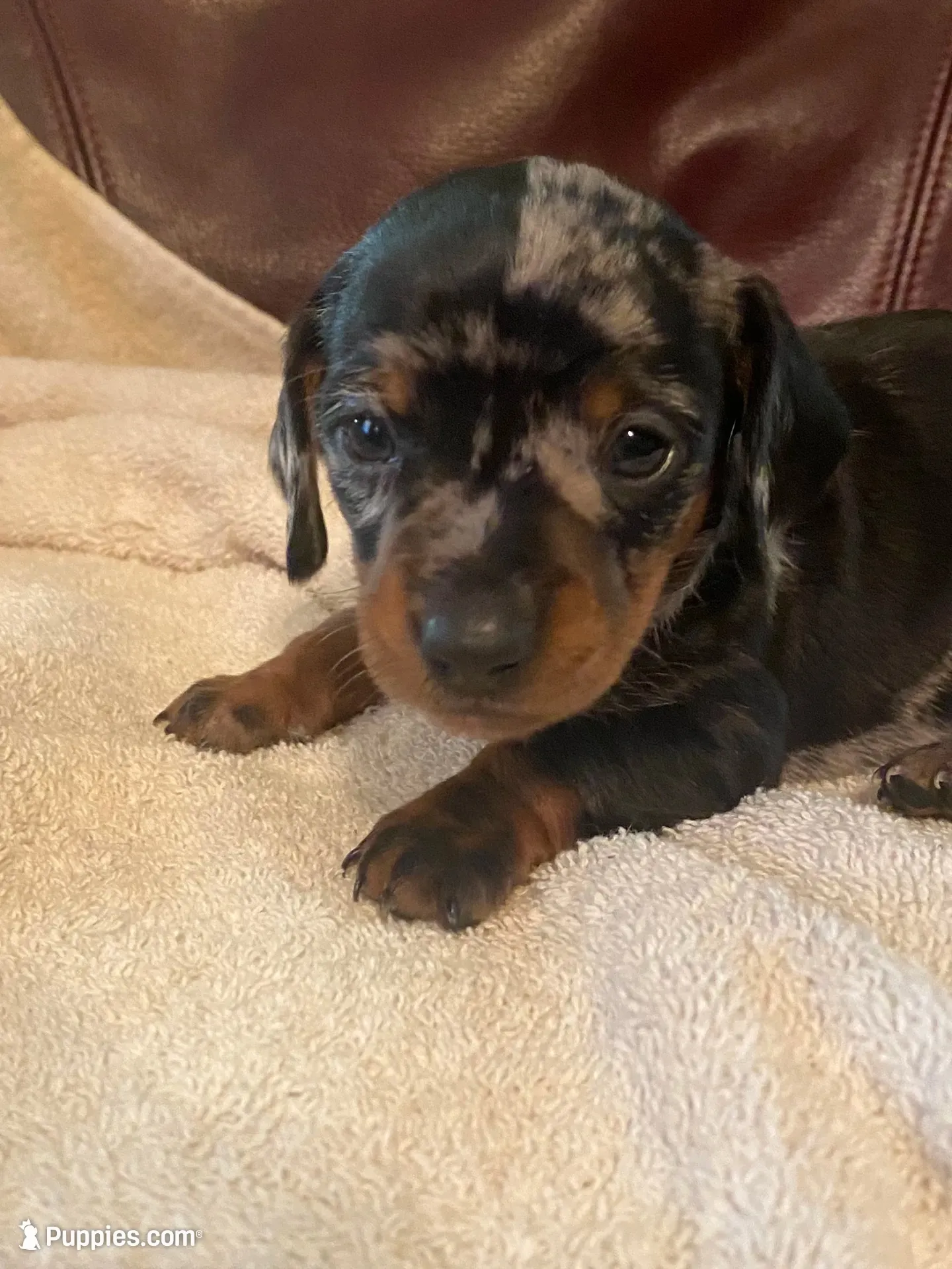 Angel Akc , a female Miniature Dachshund for sale in Taylorsville, NC – 3 of 10
