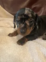 Sprinkles Akc Ckc, a female Miniature Dachshund for sale in Taylorsville, NC – 1 of 5