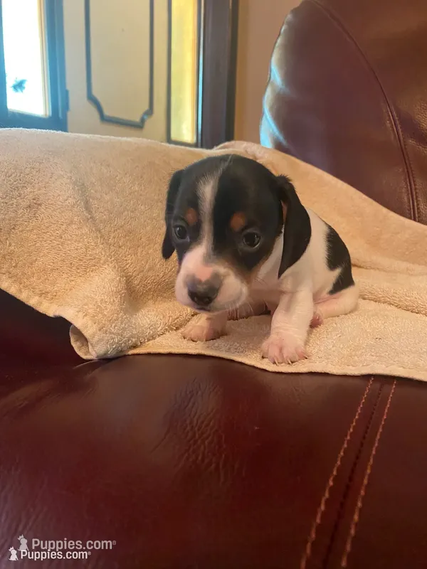 Hank – Miniature Dachshund puppy for sale in Taylorsville, NC