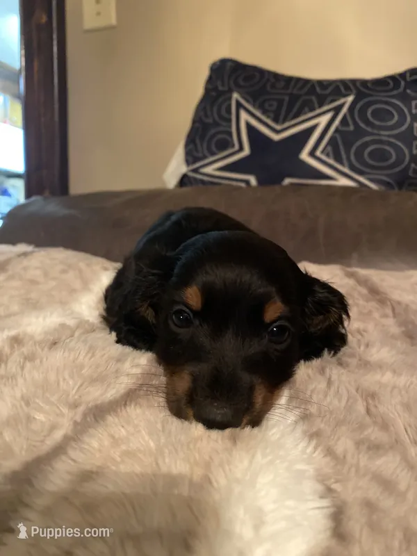 Bowie – Miniature Dachshund puppy for sale in Taylorsville, NC