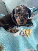 Max AKC, a male Miniature Dachshund for sale in Taylorsville, NC – 3 of 4