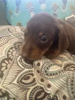Tucker, a male Miniature Dachshund for sale in Taylorsville, NC – 3 of 3