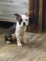 Bodey, a male Boston Terrier for sale in Taylorsville, NC – 1 of 8