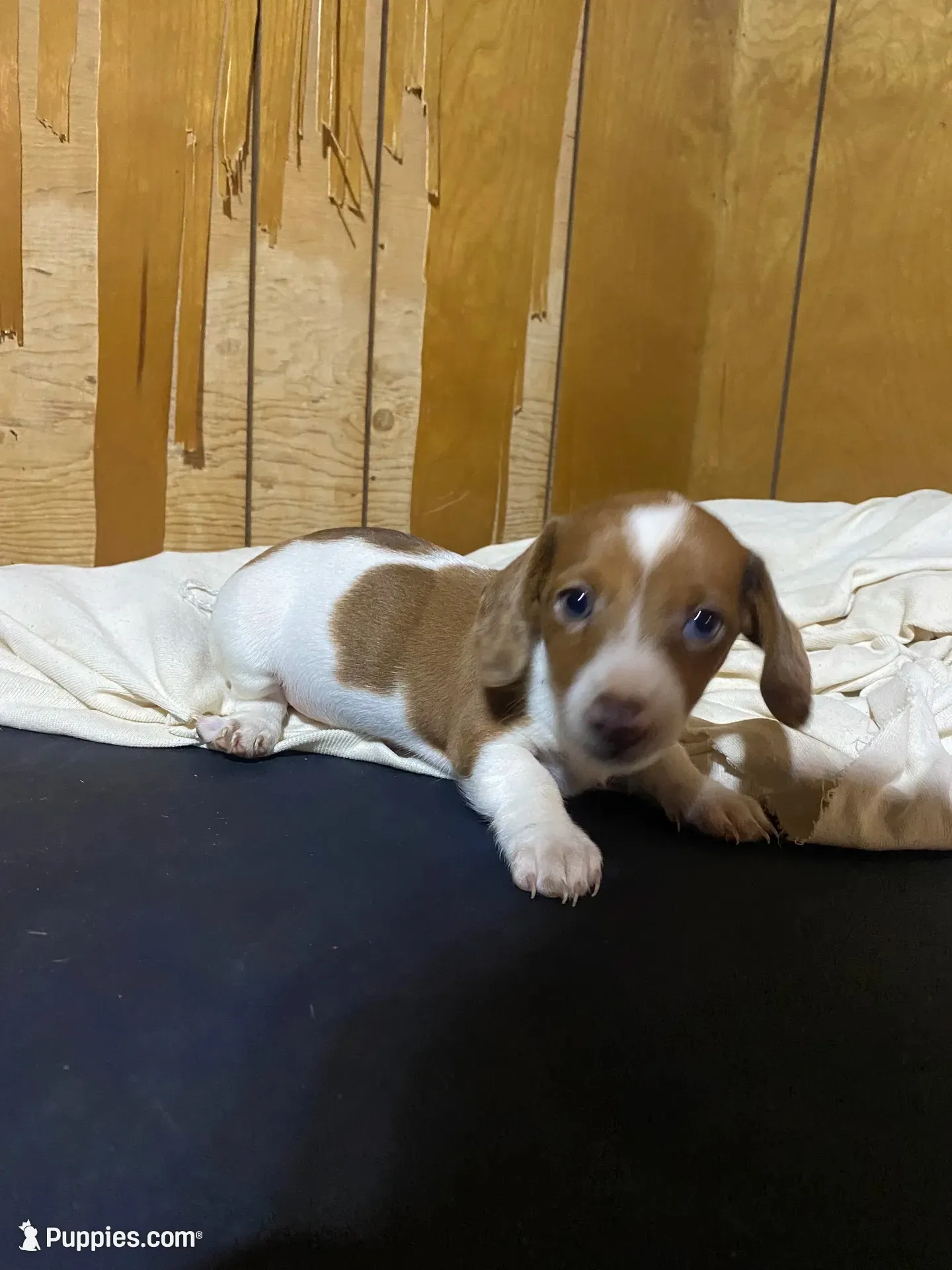 Ruby, a female Miniature Dachshund for sale in Taylorsville, NC – 2 of 10