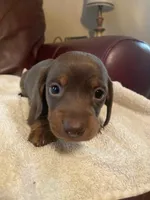 Oscar, a male Miniature Dachshund for sale in Taylorsville, NC – 3 of 5