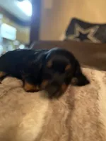 Bowie, a male Miniature Dachshund for sale in Taylorsville, NC – 3 of 7